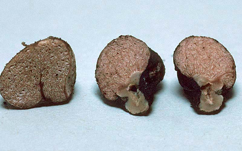 Hydnangium carneum